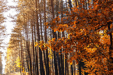 开云官网-法国网球队完胜美国队，克耶高斯三分雨点燃全场的幕後传奇