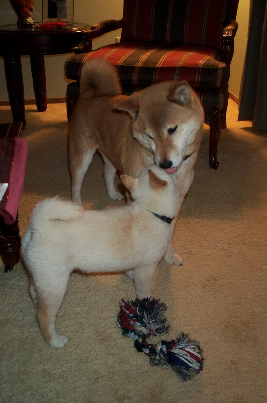 莱万独造三球导演大胜！塞维利亚友谊赛4-0横扫瑞典，关键先生诠释巨星价值