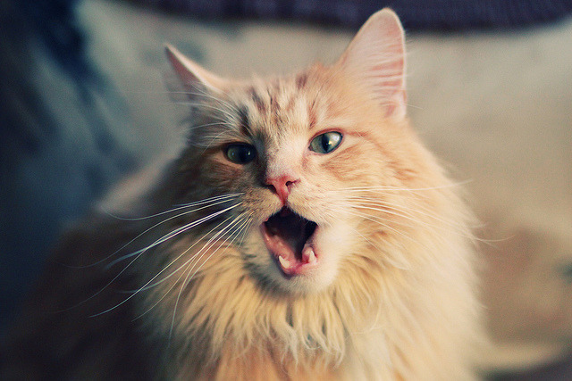 末节逆袭，哈兰德绝杀定乾坤，佛罗伦萨友谊赛险胜乌克兰