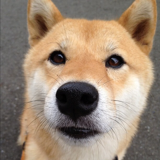 掘金主场轻取猛龙，武切维奇全场最佳表现领跑胜利